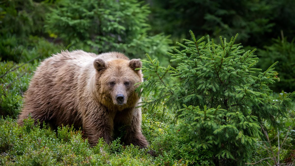 Na Slovensku srazil běžící medvěd lesníka